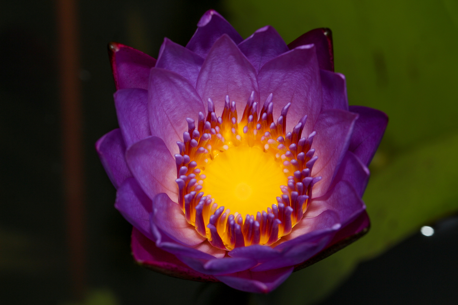 Purple Lotus!
